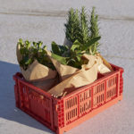 Color Crate medium - cagettes