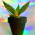 Sun catcher – Attrape soleil