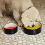 Dogs Bowl – gamelle