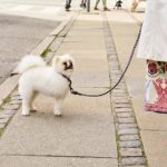 Dogs leash – laisse
