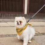 Dogs leash – laisse
