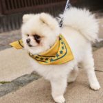 Dogs leash – laisse