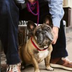 Dogs leash – laisse
