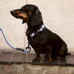 Dogs collier