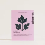 Persil – graines à planter