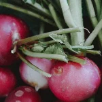 Radis sora – graines à planter