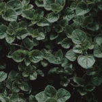 Origan  – graines à planter