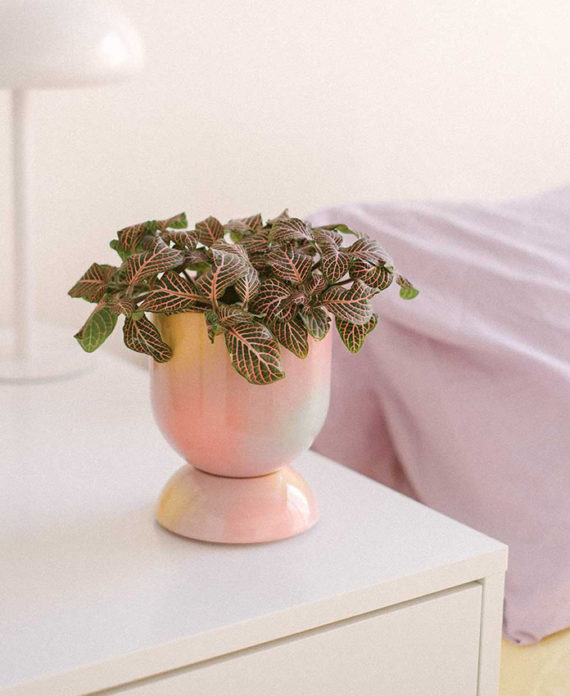 Euphoria – Cache pot et soucoupe