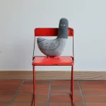 Paddy Pigeon