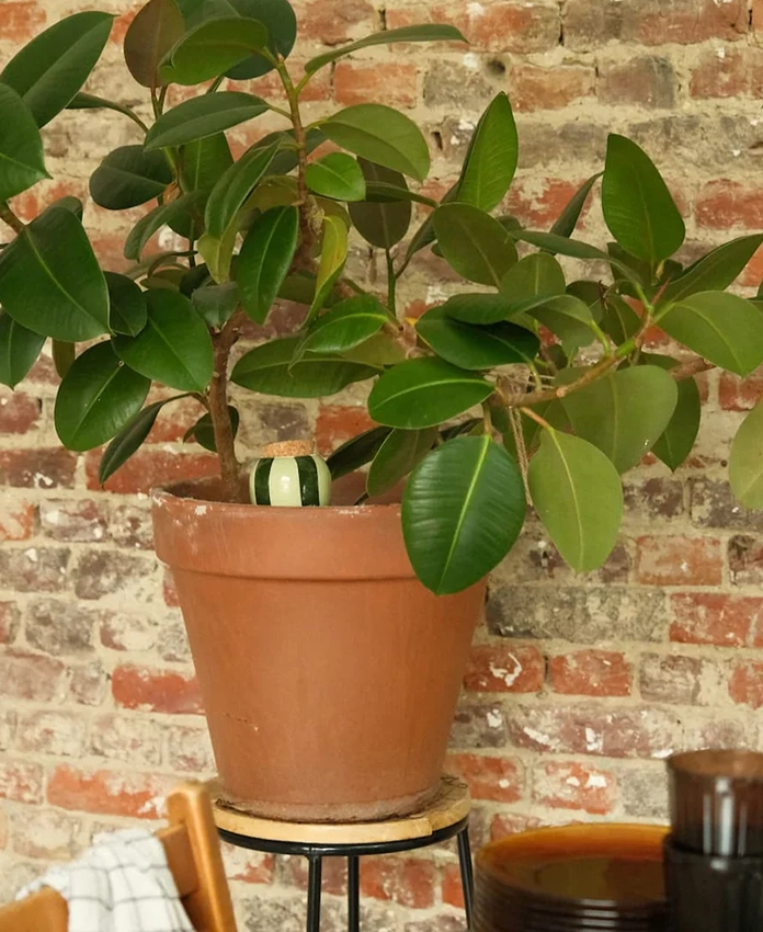 Olla - systeme d'arrosage