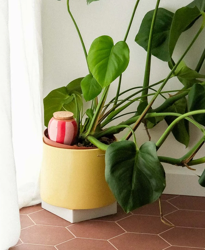 Olla - systeme d'arrosage