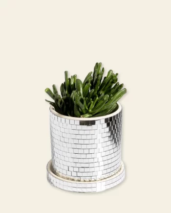 Pot à plante disco