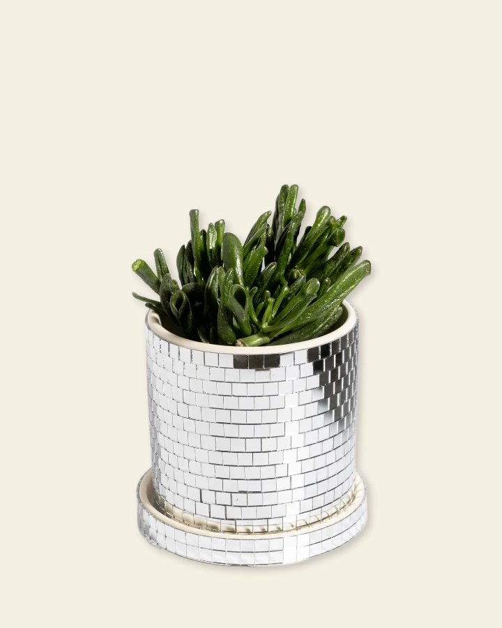 Pot à plante disco